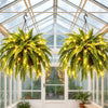 Glowing Artificial Boston Fern Jadvero