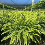 Glowing Artificial Boston Fern Jadvero