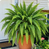 Glowing Artificial Boston Fern Jadvero