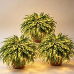 Glowing Artificial Boston Fern Jadvero