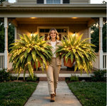 Glowing Artificial Boston Fern Jadvero