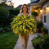 Glowing Artificial Boston Fern Jadvero