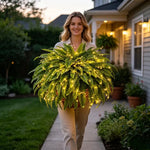 Glowing Artificial Boston Fern Jadvero